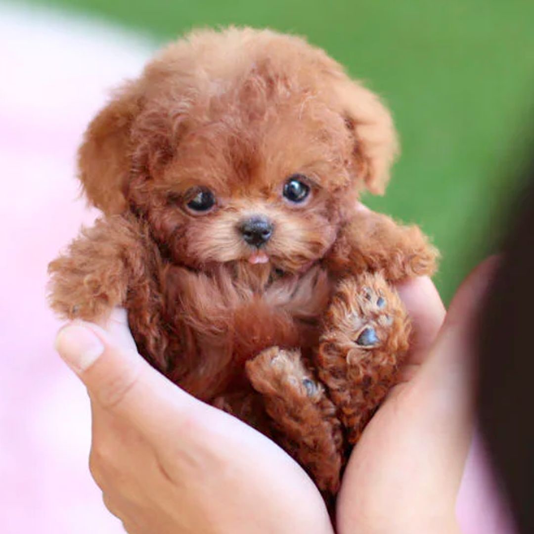 Realistic Robot Puppy Reddish-brown And White Plush - Image 1