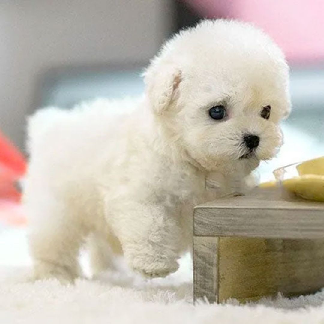 Realistic Robot Puppy Reddish-brown And White Plush - Image 2