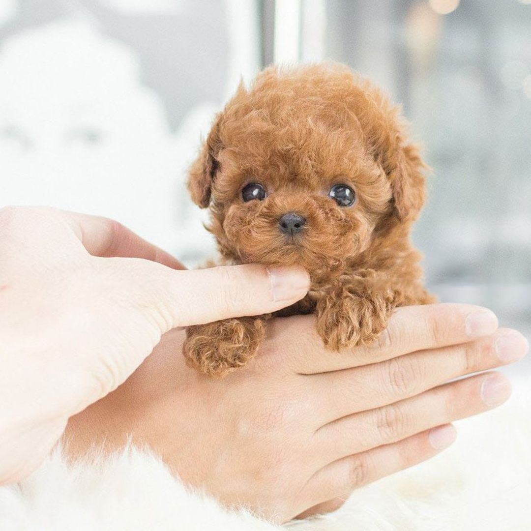 Realistic Robot Puppy Reddish-brown And White Plush - Image 3